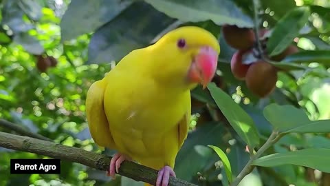 Yellow Parrot Talking। Parrot Agro