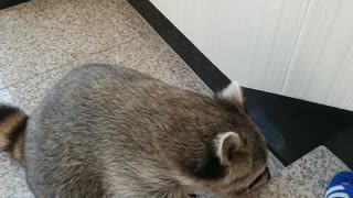 Raccoon eats roast beef.