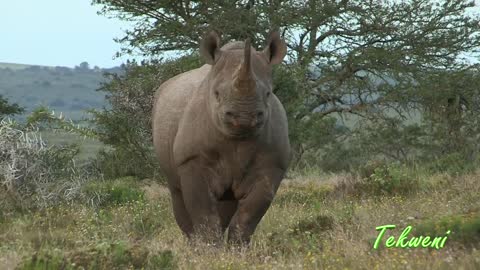 How To Stop A Charging Black Rhino