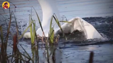 15 Ruthless stoats showing no mercy for their prey