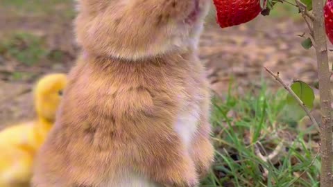 The cute rabbit eats strawberries
