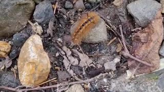 Caterpillar in Kamikochi Nagano