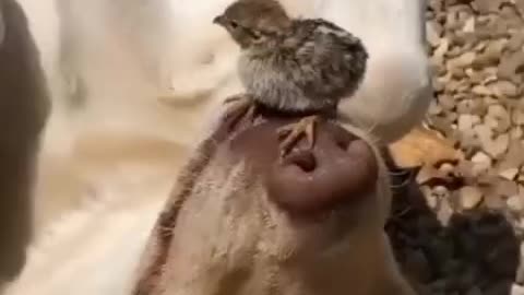 Oiseau vs doog