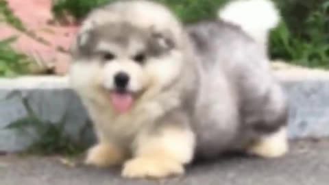 Fluffiest Dog In The World - Meet The Bouncy Bois Dog