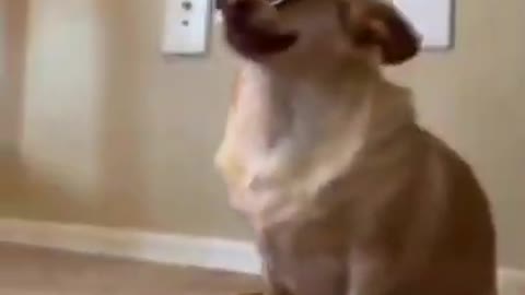 Funny Video of dog