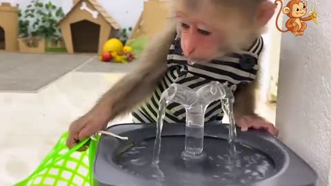 The latest funny videos of monkeys, cats and dogs, monkey children go shopping at the market