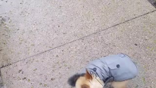 Small dog in grey rain jacket howls at fire police sirens