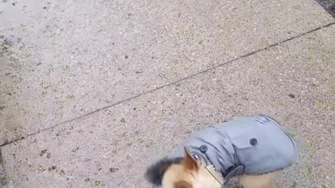 Small dog in grey rain jacket howls at fire police sirens