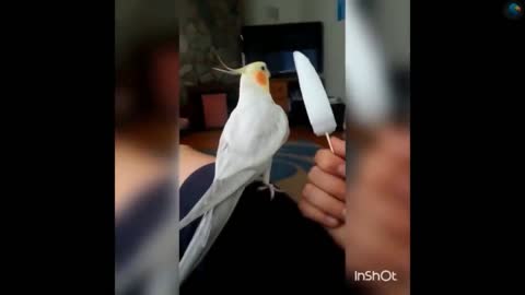 A parrot playing with its owner