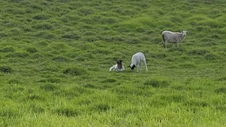 Baby Sheep Trying To Get Up