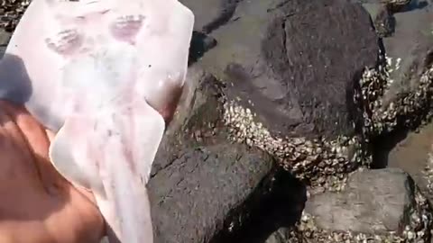 A Man Found Unique Fish In Beach