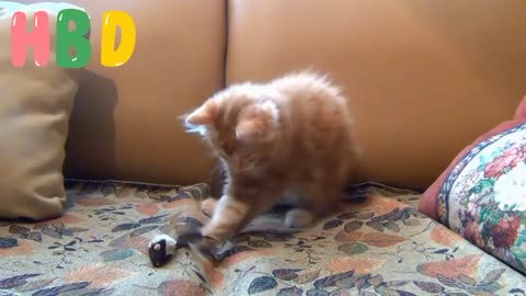 Funny Cats and Kittens Meowing Compilation