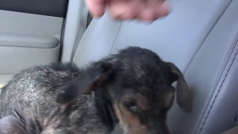 A brave little dog gets rescued from the river. His recovery will inspire you.