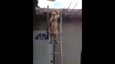 Dog going down the stairs