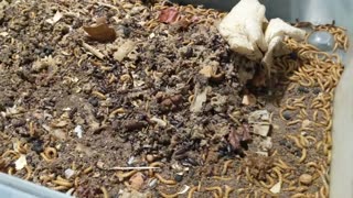 Sixlegs Farm Black Soldier Fly Update Sep 2022 - 4 Mealworms