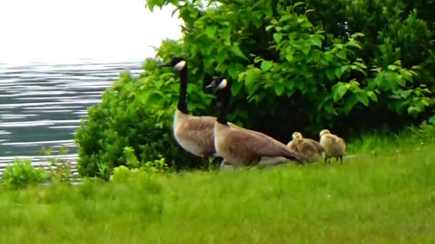 Canada Geese Family