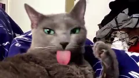 Funny: funny animals! Spitting cat