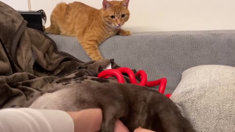 Otter and cat playing pranks on each other
