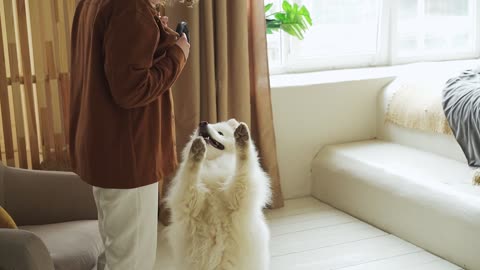 White dog with thick fur