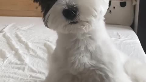 Dancing Dog😂Funny Dog Video