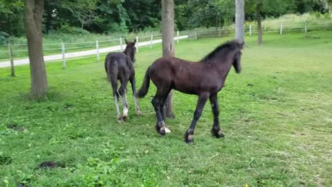 Adorable colts playing together
