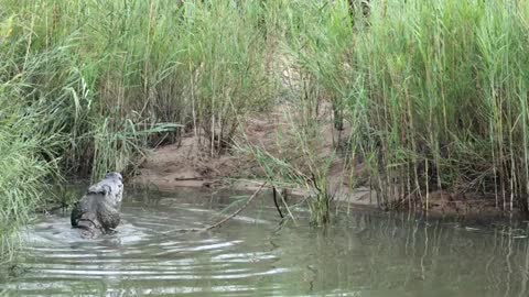 Large Nile Crocodile Eating An Impala Ram_Cut.mp4