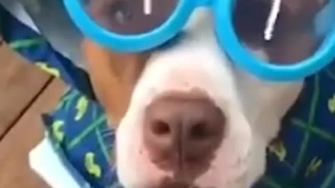 CUTE DOG FENDS OFF HATERS