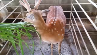 Sika Deer is 4 years old and is a rare animal in Vietnam , It's easy to feed it