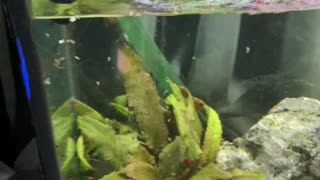 Snail Squirts Water Straight Out of Tank