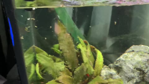 Snail Squirts Water Straight Out of Tank