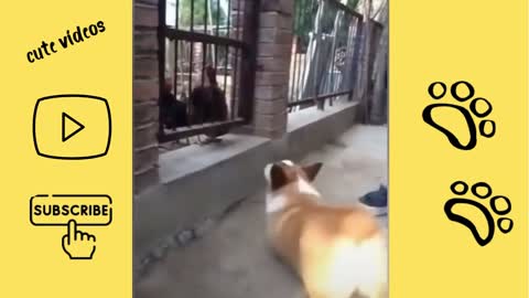 ✪ Chicken VS Dog Fight