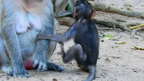 Funny animals # baby monkey need milk #80# love animals.