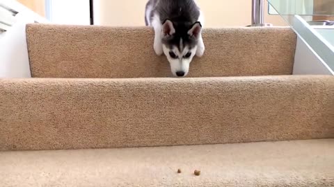 Husky 🐕❤Puppy tries to walk down the stairs.
