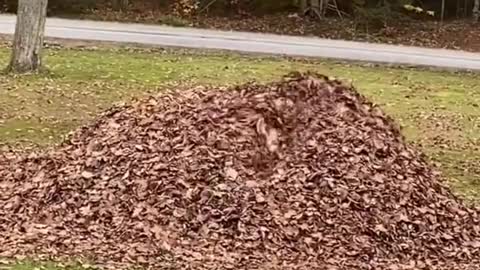 "My dog was a little excited when she saw the pile of leaves