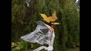 Love Song From a Sugar Maple Seedling 9 17 2019