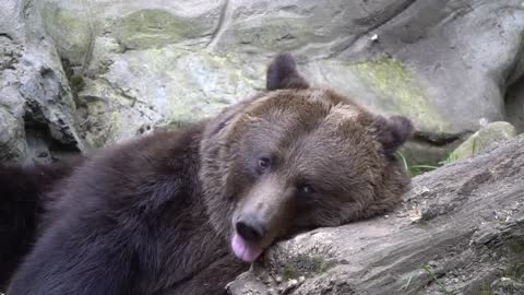 Watch this of a bear yawning and falling asleep.