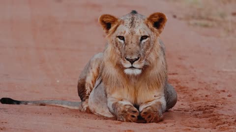 Hurt Lion Requesting Tourist For Help