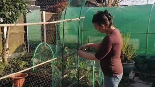 Planting Potatoes In a raised bed using the lasagna method