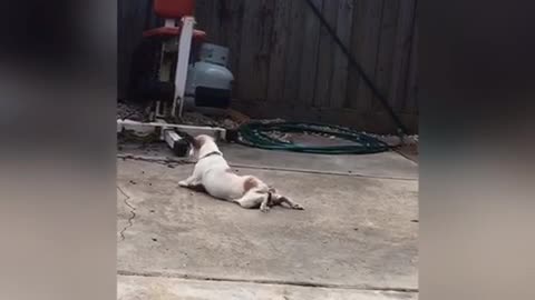 White dog scratching his stomach balls by dragging his hind legs on the cement floor