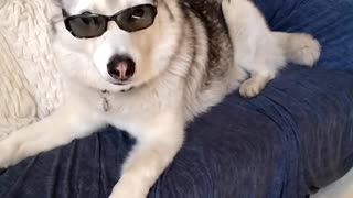 Husky can speak in three volume settings