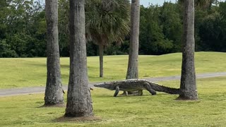 Enormous Crocodile Walks through Golf Course