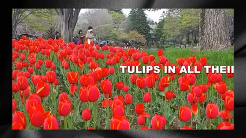 Stunning Flower Fields of the world