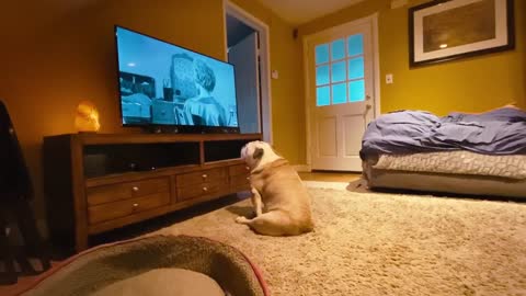 Bulldog looks away during scary movie scene, loses it when the murderer shows up