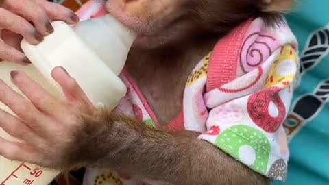 this monkey is really cute sucking