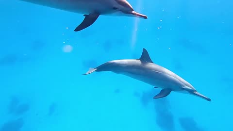 diving in the waters of Egypt