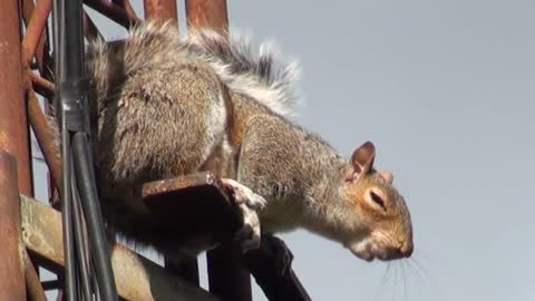 GREY SQUIRREL ALARM ..