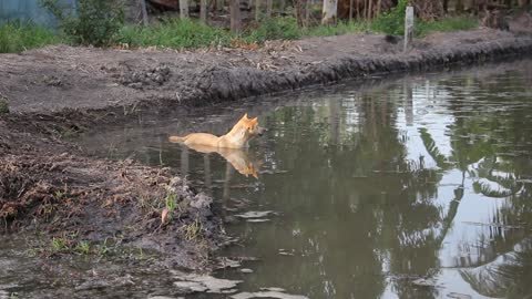 A dog swimming in the wate