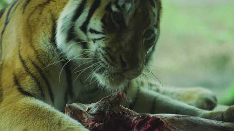 Beautiful tiger feeding