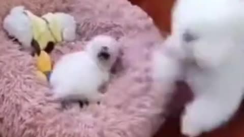 cute cat funny video 2