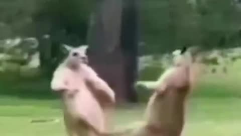 Kangaroos' Fight